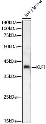 EKLF Antibody in Western Blot (WB)