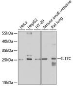 IL17C Antibody in Western Blot (WB)