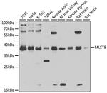 GBL Antibody in Western Blot (WB)