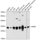 SRPRB Antibody in Western Blot (WB)