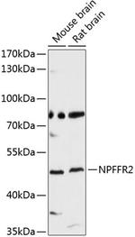 NPFF2 Antibody in Western Blot (WB)