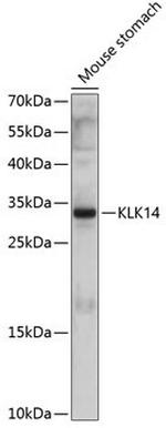 Kallikrein 14 Antibody in Western Blot (WB)