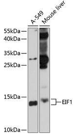 eIF1 Antibody in Western Blot (WB)