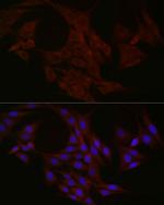 NTF4 Antibody in Immunocytochemistry (ICC/IF)