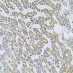 NTF4 Antibody in Immunohistochemistry (Paraffin) (IHC (P))