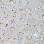 NTF4 Antibody in Immunohistochemistry (Paraffin) (IHC (P))