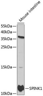 SPINK1 Antibody in Western Blot (WB)