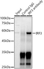 IRF3 Antibody in Immunoprecipitation (IP)