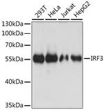 IRF3 Antibody in Western Blot (WB)