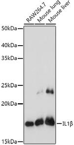 IL-1 beta Antibody in Western Blot (WB)