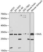 DAZL Antibody in Western Blot (WB)