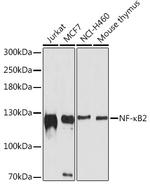 NFkB p52 Antibody in Western Blot (WB)