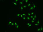 APE1 Antibody in Immunocytochemistry (ICC/IF)