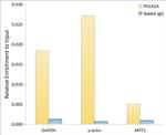 POLR2A Antibody in ChIP Assay (ChIP)