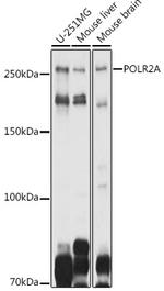 POLR2A Antibody in Western Blot (WB)