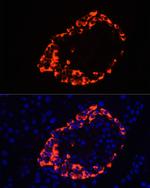 Glucagon Antibody in Immunocytochemistry (ICC/IF)