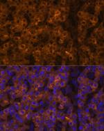 Transthyretin Antibody in Immunohistochemistry (Paraffin) (IHC (P))