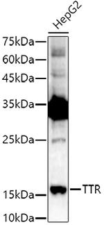 Transthyretin Antibody in Western Blot (WB)