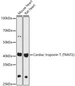 Cardiac Troponin T Antibody in Western Blot (WB)