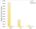 CTCF Antibody in ChIP Assay (ChIP)