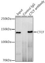 CTCF Antibody in Immunoprecipitation (IP)