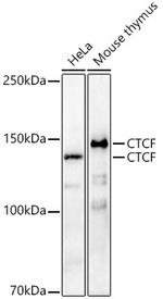 CTCF Antibody in Western Blot (WB)