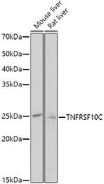 TRAIL-R3 Antibody in Western Blot (WB)