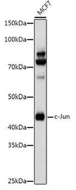 c-Jun Antibody in Western Blot (WB)