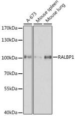 RALBP1 Antibody in Western Blot (WB)