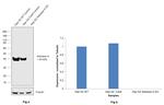 Aldolase A Antibody in Western Blot (WB)