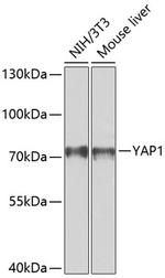 YAP1 Antibody in Western Blot (WB)