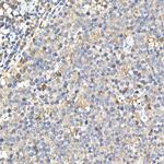 PYCARD Antibody in Immunohistochemistry (Paraffin) (IHC (P))