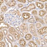 PYCARD Antibody in Immunohistochemistry (Paraffin) (IHC (P))