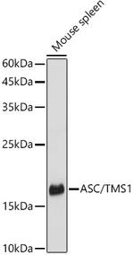 PYCARD Antibody in Western Blot (WB)