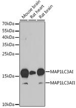 LC3A Antibody in Western Blot (WB)