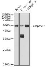 Caspase 8 Antibody in Western Blot (WB)