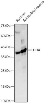 LDHA Antibody in Western Blot (WB)