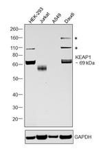 KEAP1 Antibody in Western Blot (WB)