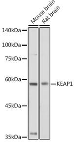 KEAP1 Antibody in Western Blot (WB)