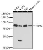 RRM1 Antibody in Western Blot (WB)