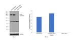 CHD4 Antibody in Western Blot (WB)