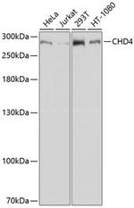 CHD4 Antibody in Western Blot (WB)