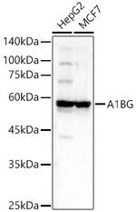 A1BG Antibody in Western Blot (WB)