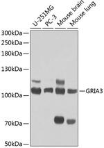 GluR3 Antibody in Western Blot (WB)