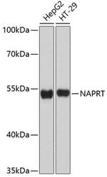 NAPRT1 Antibody in Western Blot (WB)