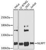 NALP7 Antibody in Western Blot (WB)