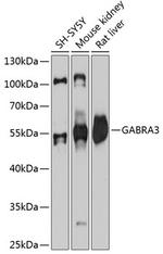 GABRA3 Antibody in Western Blot (WB)