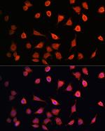 MRPS27 Antibody in Immunocytochemistry (ICC/IF)