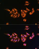 MRPS27 Antibody in Immunocytochemistry (ICC/IF)