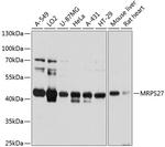 MRPS27 Antibody in Western Blot (WB)